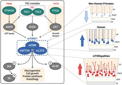 Mechanistic target of rapamycin signaling in human nervous system development and disease